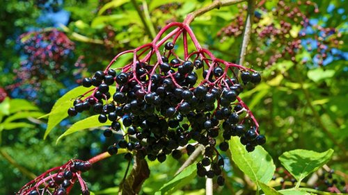 Czarny bez – właściwości zdrowotne, przepisy Czarny bez – właściwości zdrowotne, przepisy
