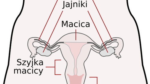 Krótsze życie Bez Jajników 0580