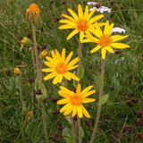 Arnika (Arnica montana) Arnika (Arnica montana)