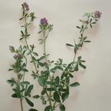 Lucerna siewna (Medicago sativa) Lucerna siewna (Medicago sativa)