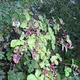 Jeżyna (Rubus L.)