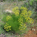 Koper włoski (Foeniculum vulgare) Koper włoski (Foeniculum vulgare)