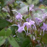 Epimedium wielkokwiatowe (Epimedium grandiflora)