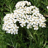 Krwawnik pospolity (Achillea millefolium) Krwawnik pospolity (Achillea millefolium)