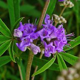 Niepokalanek pospolity (Vitex agnus castus) Niepokalanek pospolity (Vitex agnus castus)