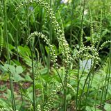 Pluskwica groniasta (Actea racemosa) Pluskwica groniasta (Actea racemosa)