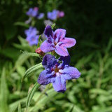 Nawrot czerwonobłękitny (Lithospermum purpurocaeruleum L.) Nawrot czerwonobłękitny (Lithospermum purpurocaeruleum L.)