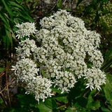 Barszcz (Heracleum L.) Barszcz (Heracleum L.)