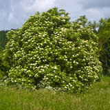 Bez czarny, dziki bez czarny (Sambucus nigra L.) Bez czarny, dziki bez czarny (Sambucus nigra L.)