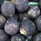 Czarna rzodkiew (Raphanus sativus var, niger) Czarna rzodkiew (Raphanus sativus var, niger)