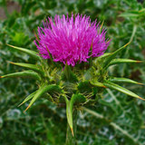 Ostropest plamisty (Silybum marianum)
