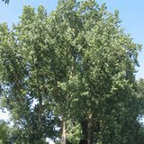 Topola (Populus L) Topola (Populus L)