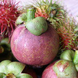 Mangostan właściwy (Garcinia mangostana)