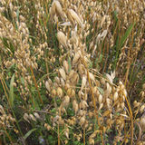 Owies (Avena sativa)