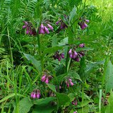 Żywokost lekarski (Symphytum officinale) Żywokost lekarski (Symphytum officinale)