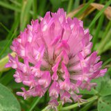 Koniczyna łąkowa  (Trifolium pratense)