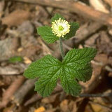 Gorzknik kanadyjski (Hydrastis canadensis L.) Gorzknik kanadyjski (Hydrastis canadensis L.)