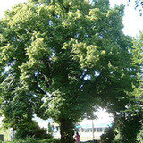 Lipa (Tilia L.) Lipa (Tilia L.)