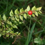 Ruszczyk kolczasty (Ruscus aculeatus)