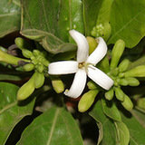 Morwa indyjska (Morinda citrifolia)