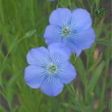 Len zwyczajny - olej i nasiona (Linum usitatissimum) Len zwyczajny - olej i nasiona (Linum usitatissimum)