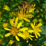 Nawłoć pospolita (Solidago virgaurea L.) Nawłoć pospolita (Solidago virgaurea L.)