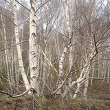 Brzoza (Betula L.) Brzoza (Betula L.)