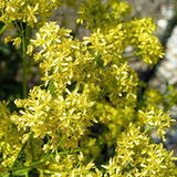 Urzet barwierski (Isatis tinctoria) Urzet barwierski (Isatis tinctoria)