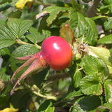 Owoc róży rdzawej (Rosa eglanteria L.) i dzikiej róży (Rosa canina L.)