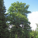 Dąb (Quercus L.)
