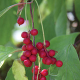 Cytryniec chiński (Schizandra chinensis) Cytryniec chiński (Schizandra chinensis)