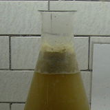 Drożdże piwne (Saccharomyces cerevisiae) Drożdże piwne (Saccharomyces cerevisiae)