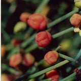Przęśl skrzypowata i efedryna  (Ephedra sinica, E. equisetina, E. intermedia, rodzina roślin)