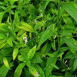 Andrographis (Andrographis paniculata) Andrographis (Andrographis paniculata)