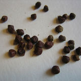 Aframon madagaskarski (Aframomum melegueta) Aframon madagaskarski (Aframomum melegueta)
