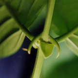 Vilcacora (Uncaria tomentosa) Vilcacora (Uncaria tomentosa)
