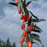 Kolcowój pospolity i jagody goji (Lycium barbarum) Kolcowój pospolity i jagody goji (Lycium barbarum)