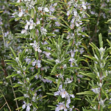 Rozmaryn lekarski (Rosmarinus officinalis)
