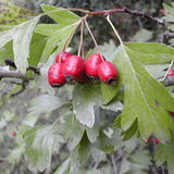 Głóg (Crataegus oxyacantha) Głóg (Crataegus oxyacantha)