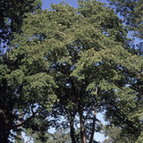 Wiąz angielski (Ulmus rubra) Wiąz angielski (Ulmus rubra)
