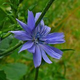 Cykoria podróżnik (Cichorium intybus) i inulina Cykoria podróżnik (Cichorium intybus) i inulina