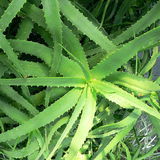Aloes (Aloë L.) Aloes (Aloë L.)