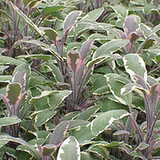 Szałwia lekarska (Salvia officinalis)