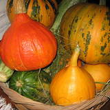 Dynia zwyczajna (Cucurbita pepo) – olej i ziarna Dynia zwyczajna (Cucurbita pepo) – olej i ziarna