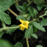 Damiana (Turnera diffusa) Damiana (Turnera diffusa)