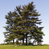 Sosna wejmutka i jej żywica (Pinus strobus)