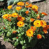 Nagietek lekarski (Calendula officinalis) Nagietek lekarski (Calendula officinalis)