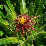 Drapacz lekarski (Cnicus benedictus) Drapacz lekarski (Cnicus benedictus)