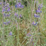 Kocimiętka (Nepeta L.) Kocimiętka (Nepeta L.)