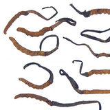 Kordyceps chiński (Cordyceps sinensis) Kordyceps chiński (Cordyceps sinensis)